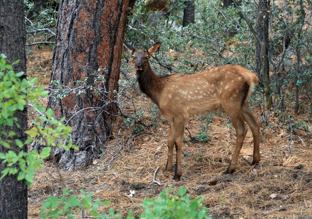 Kingman Wildlife