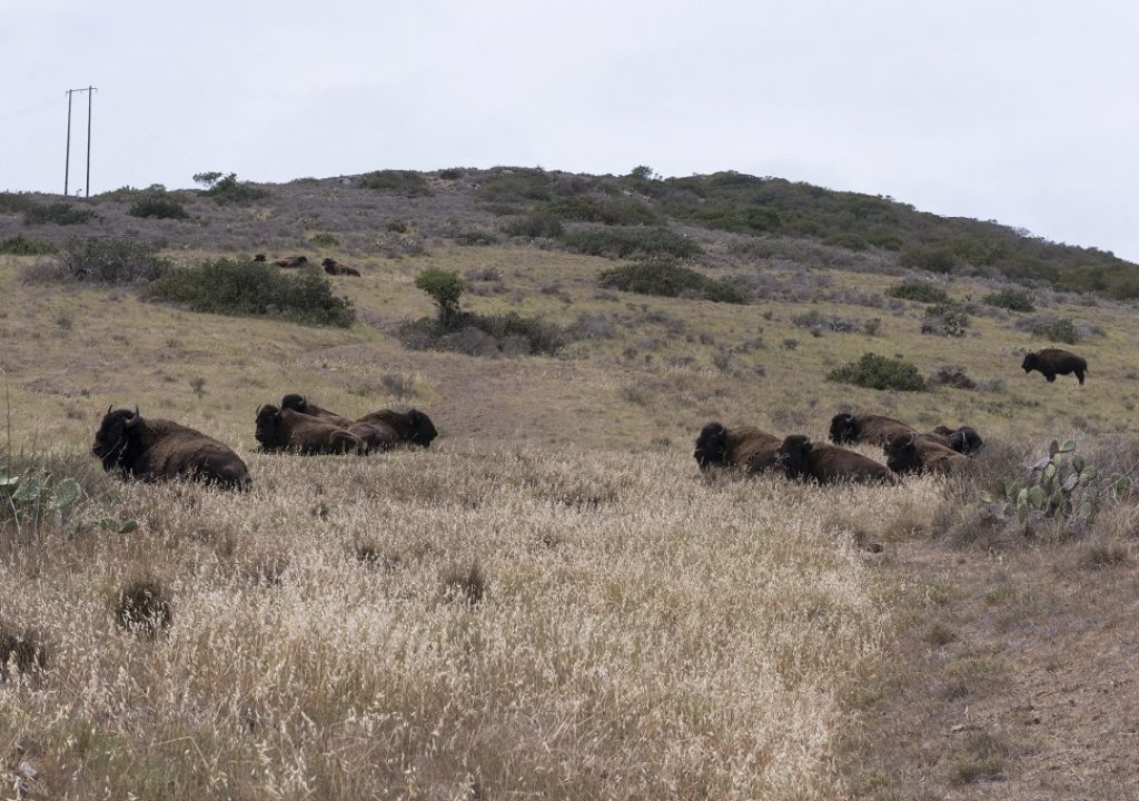 Bison on Catalina Island