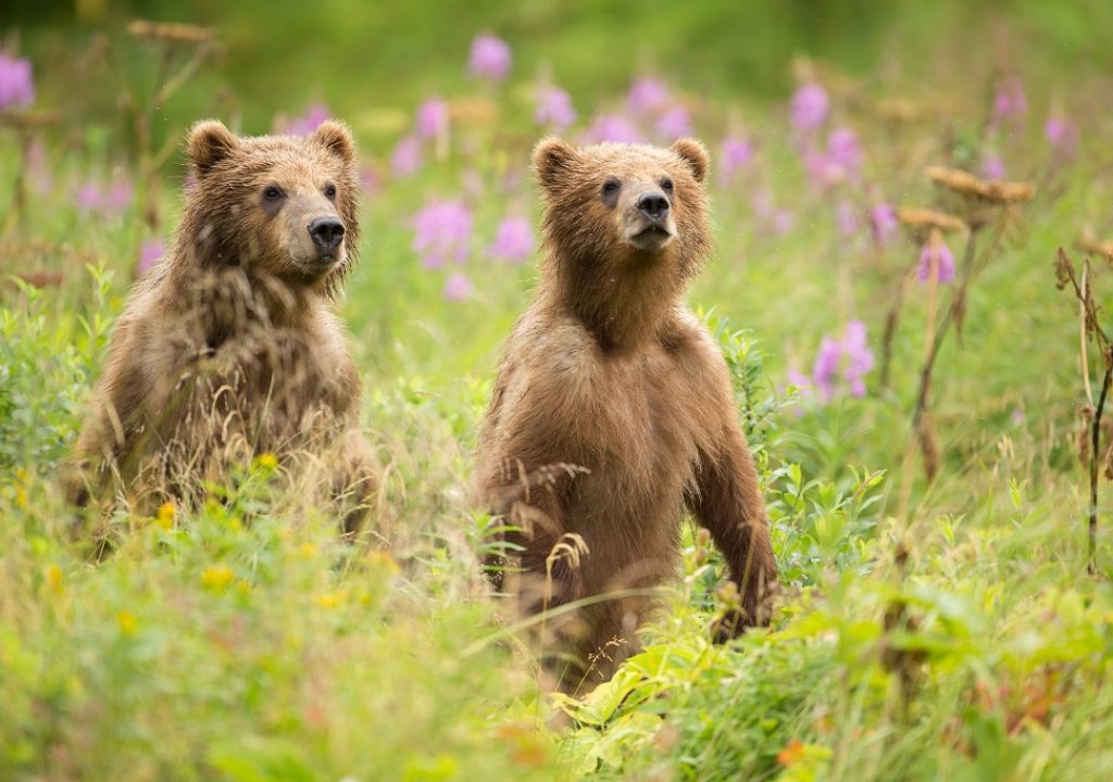 Inseln des Westens Kodiak Island