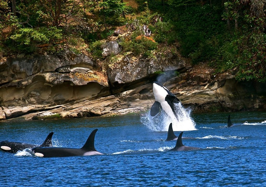 Inseln des Westens Orcas Island