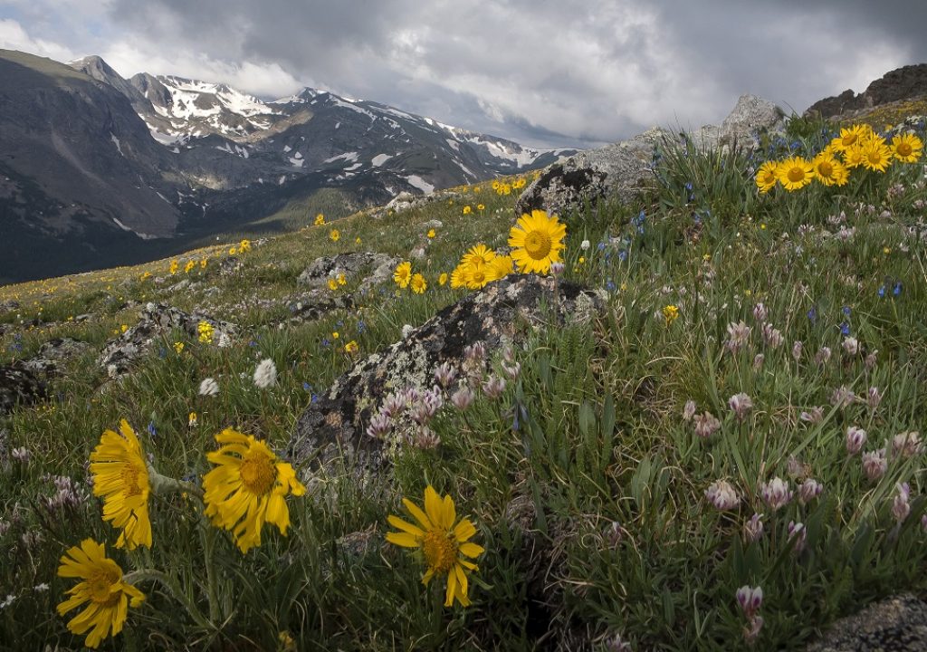 Alpine Sunflowers