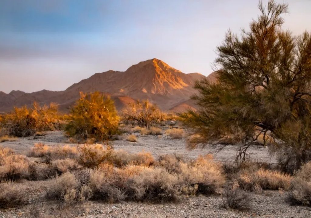 Neue National Monuments - Chuckwalla